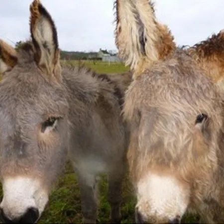 住宿加早餐酒店 La Roulotte De Pommette Et Billy - Lares 4*